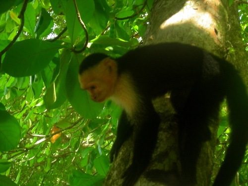 A Capuchin Monkey in Costa Rica ("My Name Is Not Marcel"). A Capuchin Monkey in Costa Rica ("My Name Is Not Marcel").