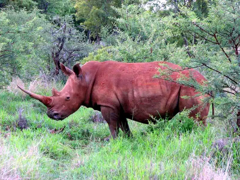 Safari in Africa