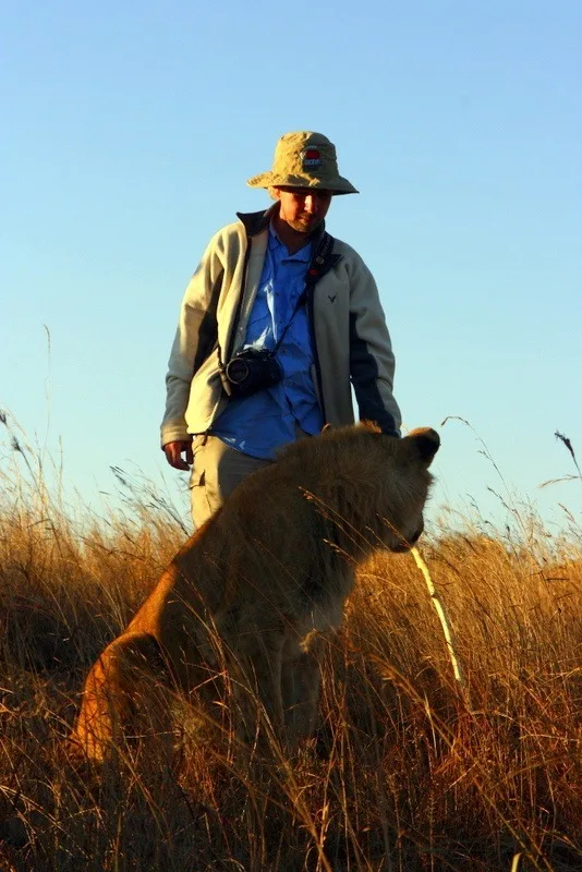 The lion walk in Antelope Park, Zimbabwe.