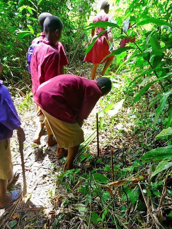 Students planting trees in the rainforest.