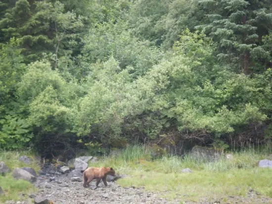 A Baby bear sighting in Alaska, 2010.