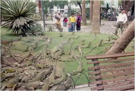 Iguana Park, from Maureen's Ecuador travels.