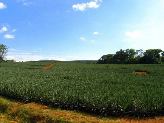 A Central American pineapple plantation. Yum!