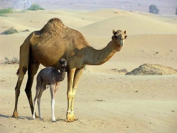 Camel and baby, Jordan