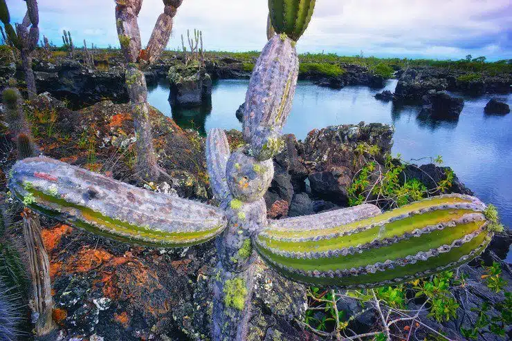 Isabella, Galapagos.