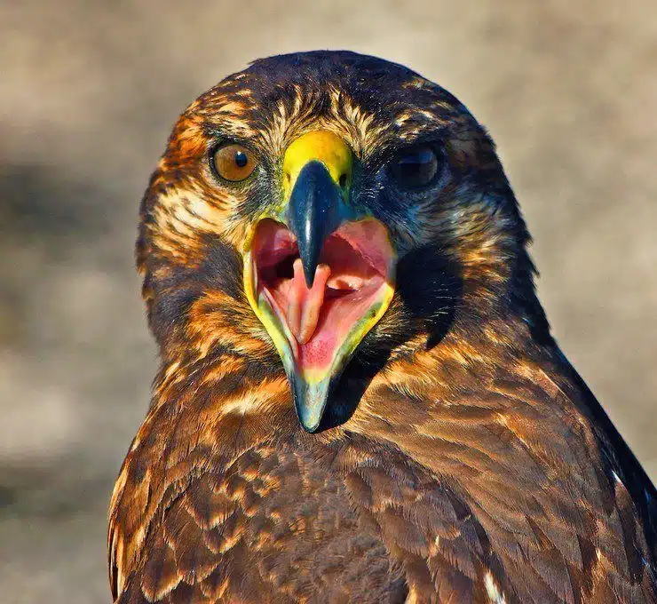 The wide mouth of a Galapagos hawk.
