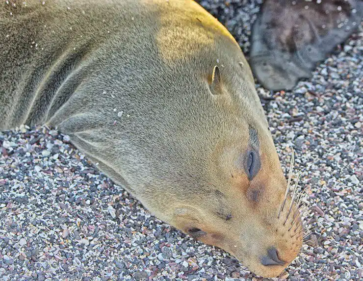 A seal in the Galapagos.