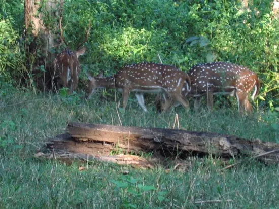 A deer spotted during Sandy's class trip.