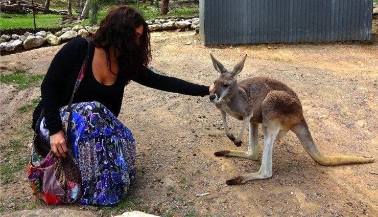 Maria falling in love with a kangaroo in Adelaide, Australia.