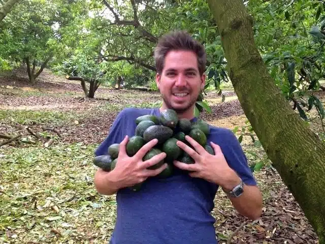 avocado farming
