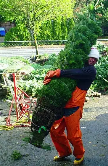 A job as a Christmas tree salesman?!