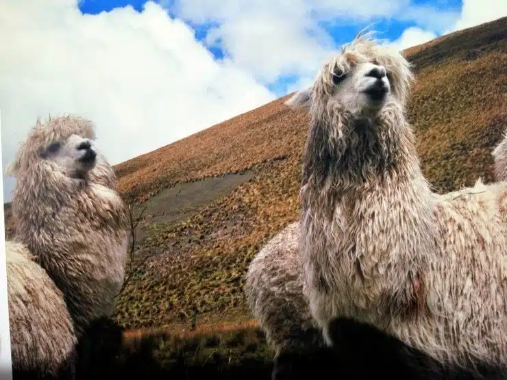 Llamas in Ecuador!