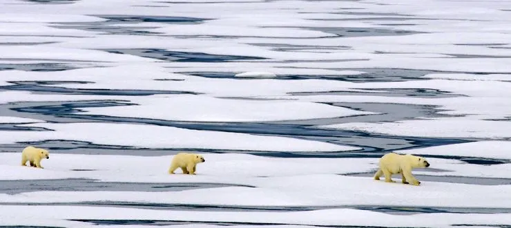A polar bear with two cubs!