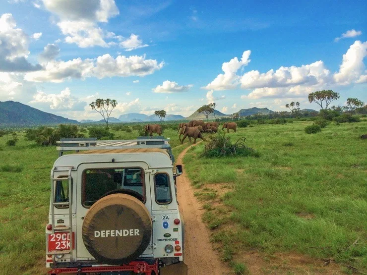 One of the many elephant sightings Haleigh experienced during their Kenyan Safari through Samburu National Reserve.