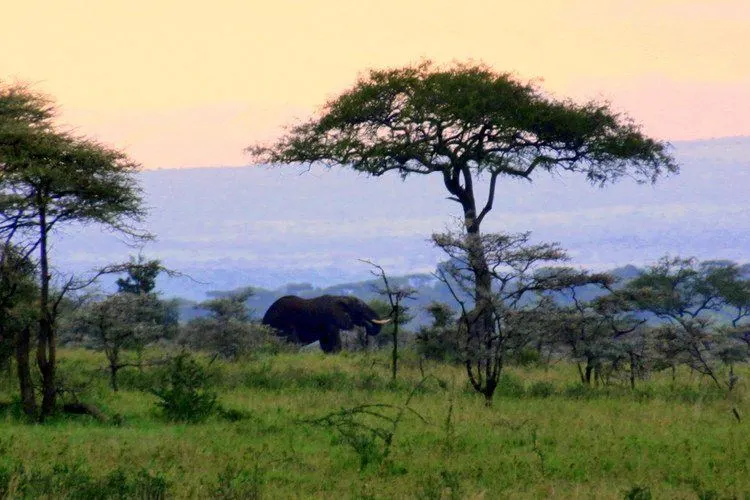View from the tent while camping in Serengeti National Park, Tanzania.