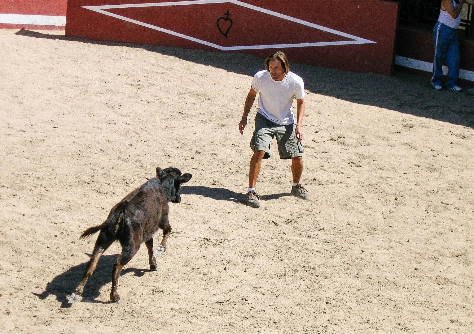 The little killdozer charging at Ernie in the ring outside of Salamanca, Spain. His matador career was short lived. He returned to the classroom the following September.