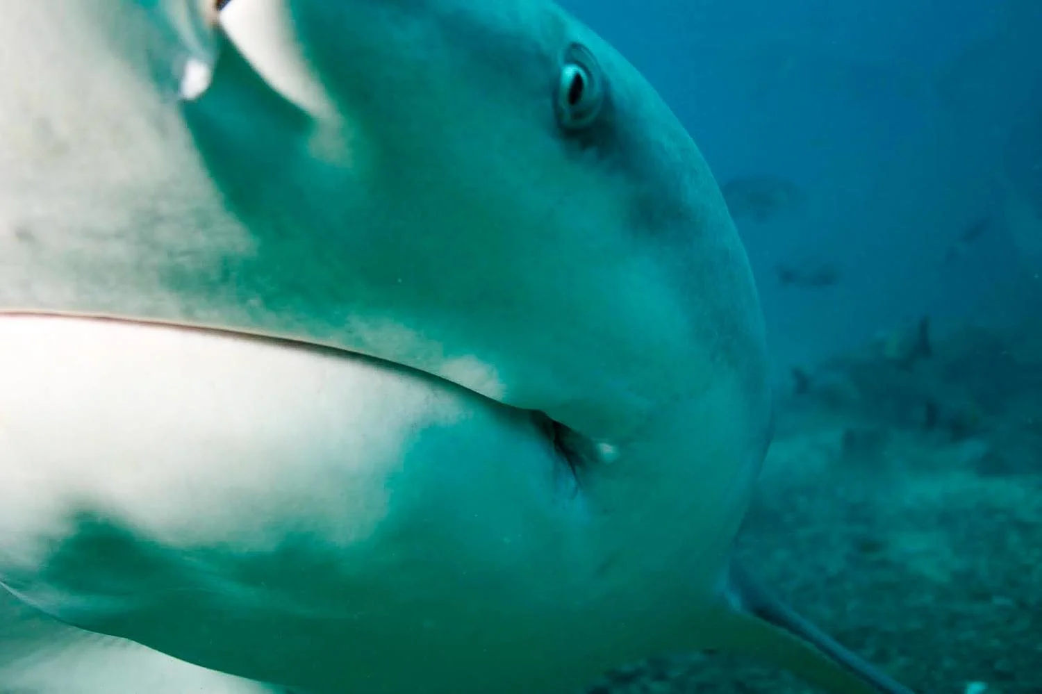 Super up close with a Bull Shark in Fiji!