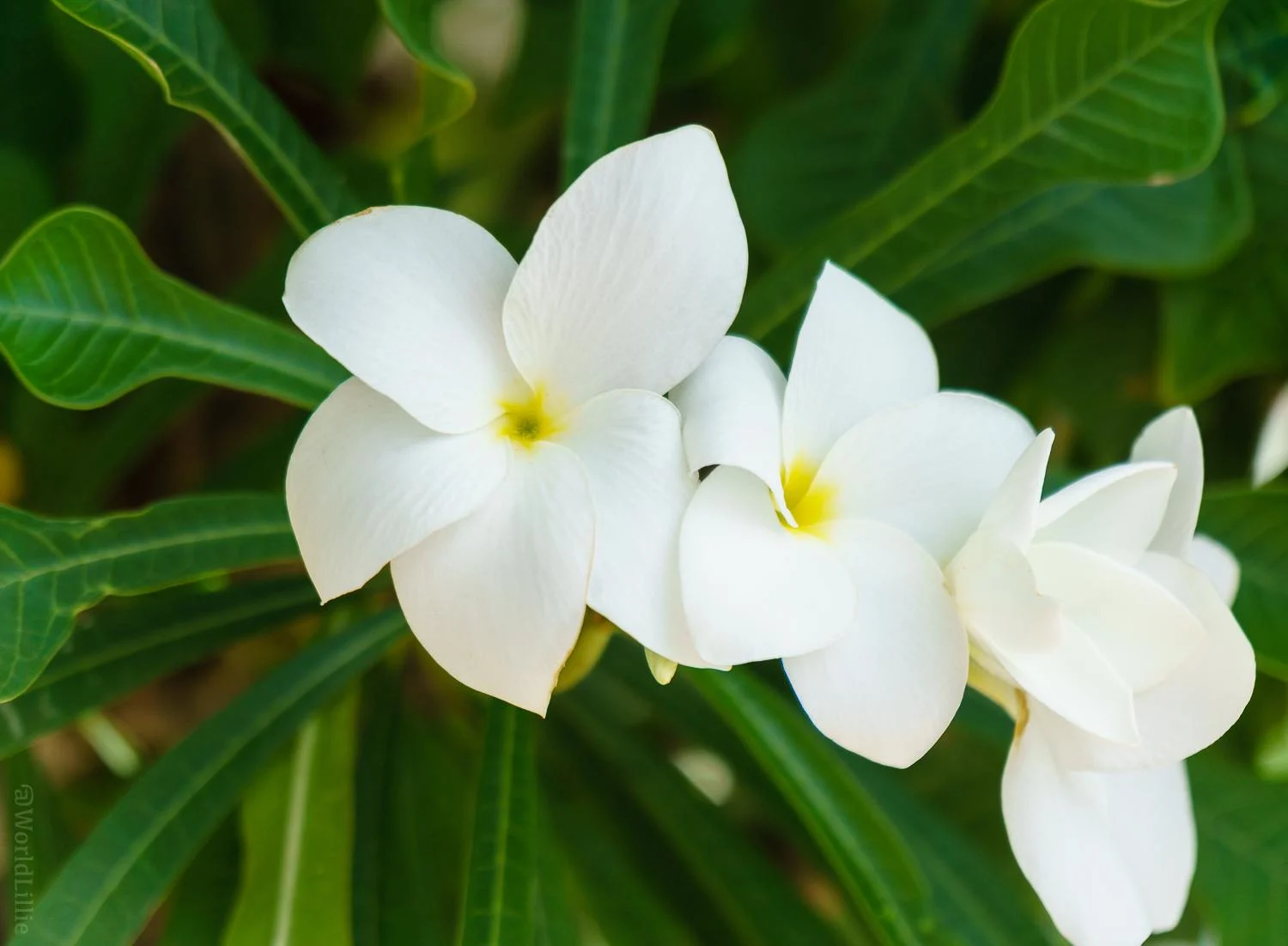 These elegant flowers remind us to always be growing.