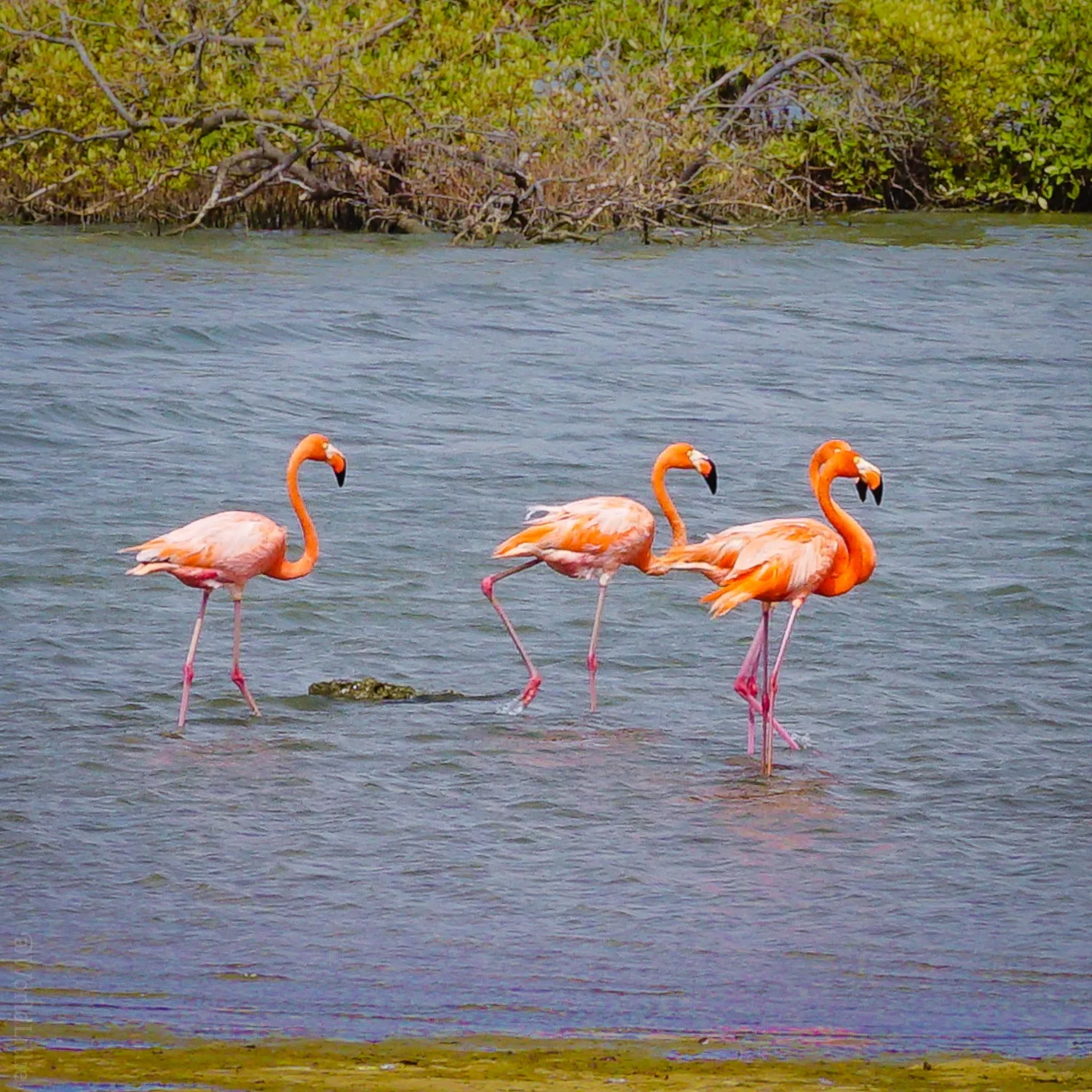 These Bonaire flamingos are happy you're here!