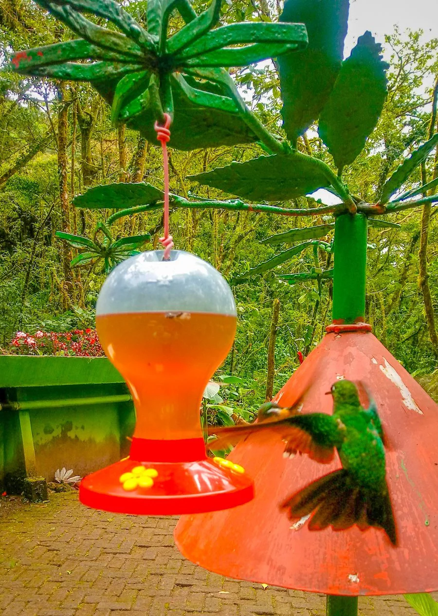 Great tips on small group travel, responsible travel, and adventure travel in Costa Rica (and beyond!) via the tale of white water rafting in La Fortuna! Inspiring and fun interview. Pictured: a hummingbird.