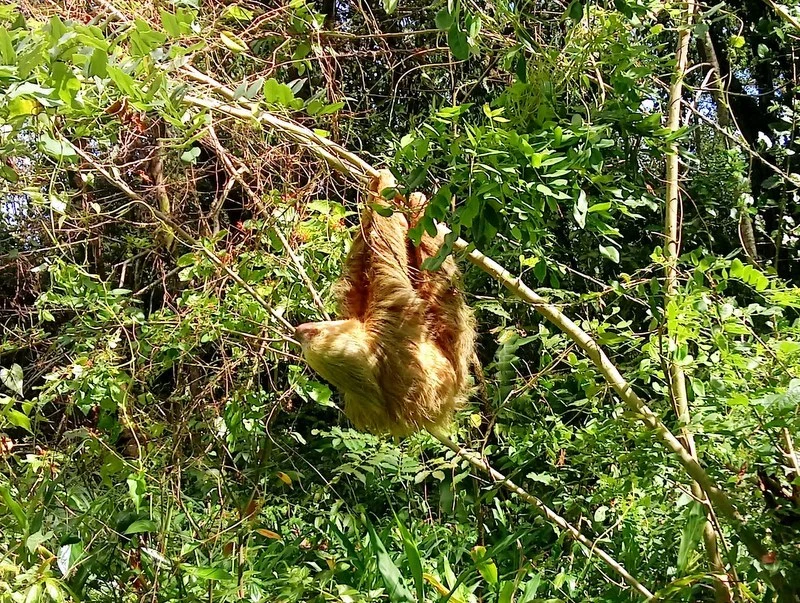 I spy a sloth hanging from the cloud forest tree!