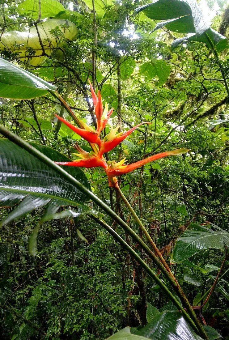 A bird of paradise flower in the cloud forest!