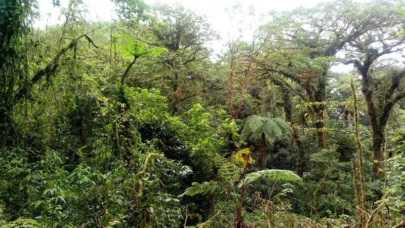 Such a lush, green landscape!