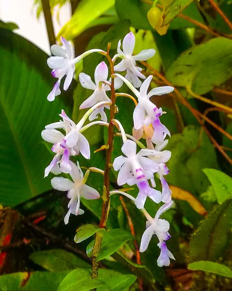 Delicate white flowers, tinged with purple.