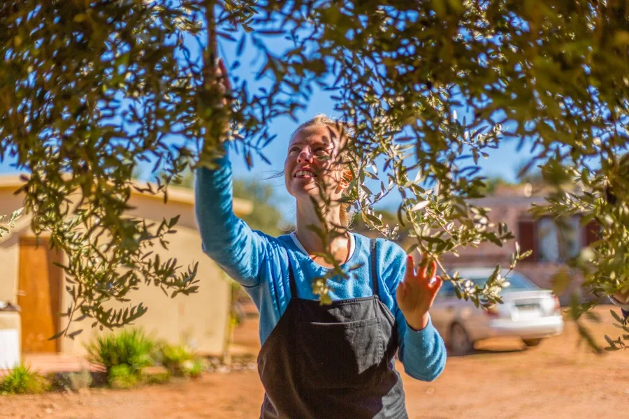 Olive picking in South Attica, Greece.