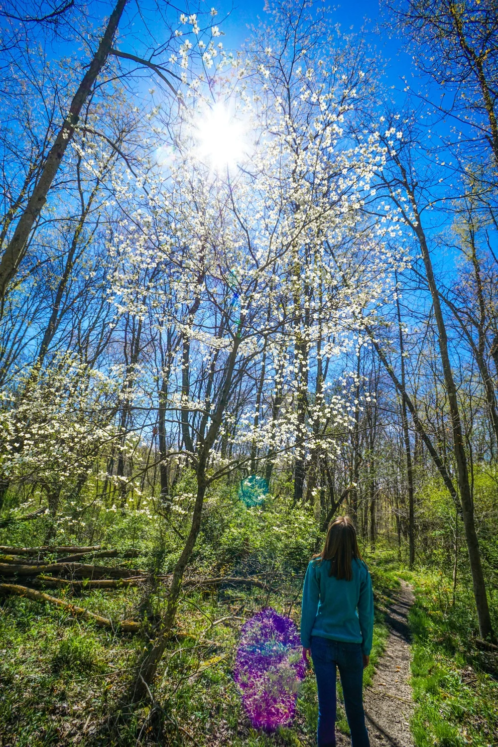 Teaching others about your city is a beautiful kind of education! For Pittsburgh, PA, "Discover the Burgh" has become a great resource for those looking to visit Pittsburgh, as well as locals looking for the best things to do around the city. Pictured: Sunny trees in Raccoon Creek State Park, near Pittsburgh.