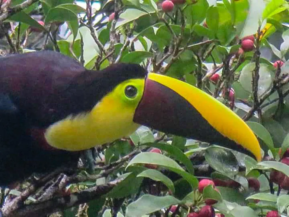 Travel in groups for educational tours can be fun, easy, and responsible tourism for teachers, students, or anyone, shown by this Costa Rica GAdventures trip!