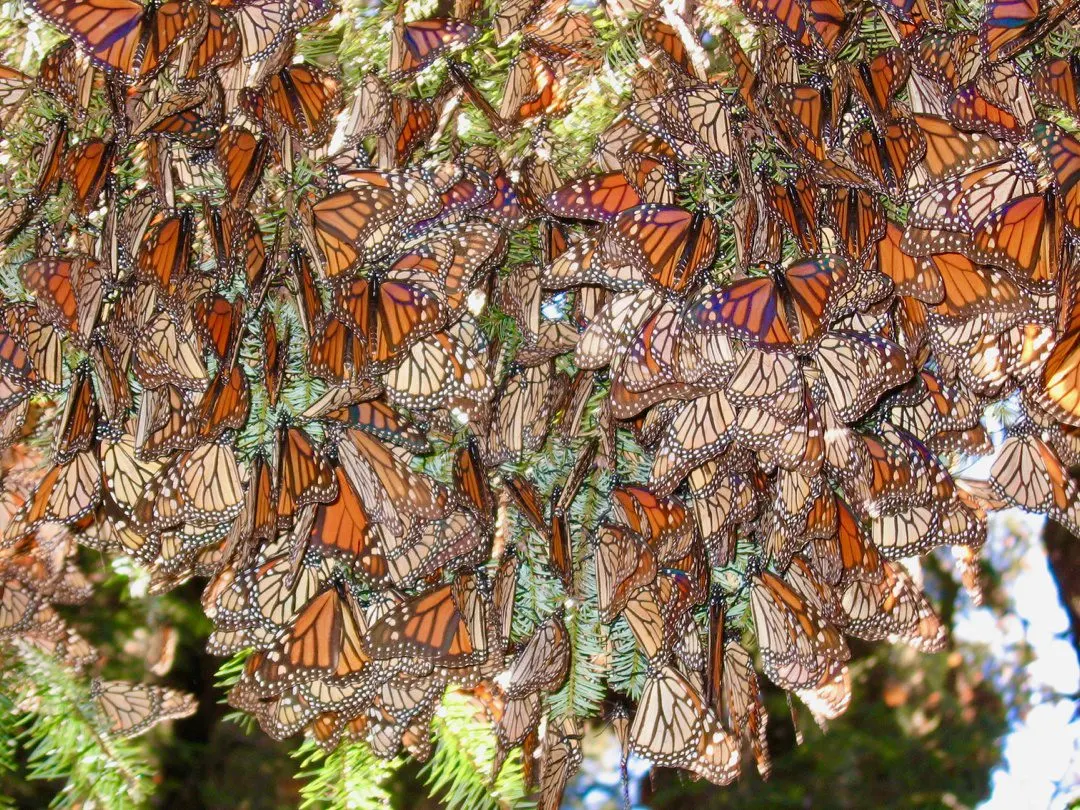 A wall of monarch butterflies.
