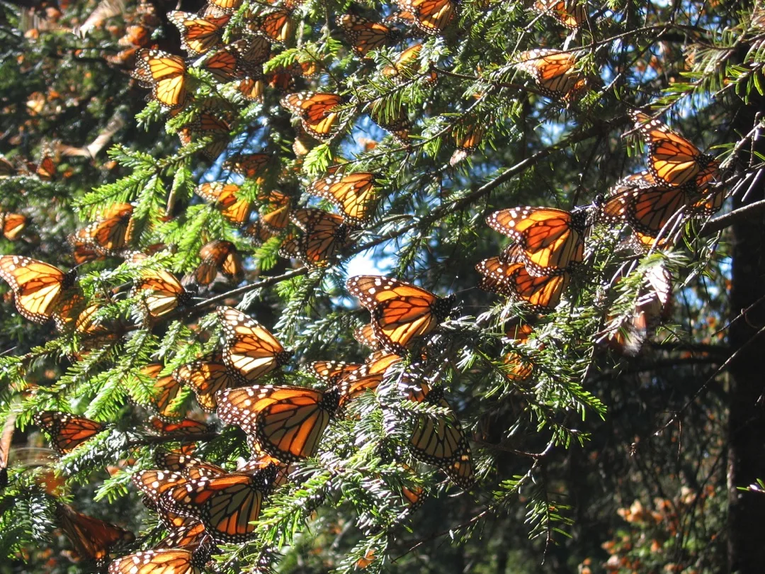 Journey to Mexico's butterfly sanctuaries and stand among hundreds of millions of monarchs as they complete their remarkable migration.