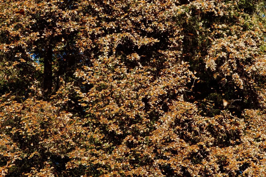 Can you believe those are all butterflies?!