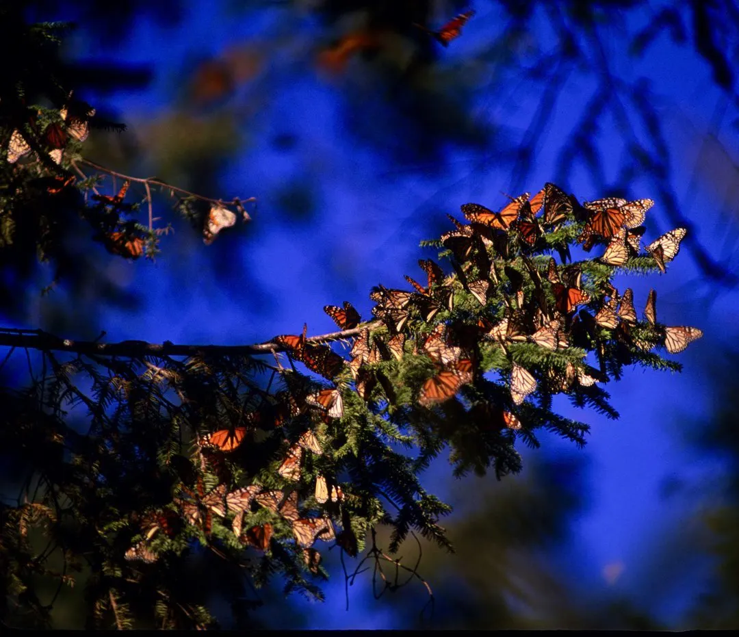 A tree branch embraced by butterflies.