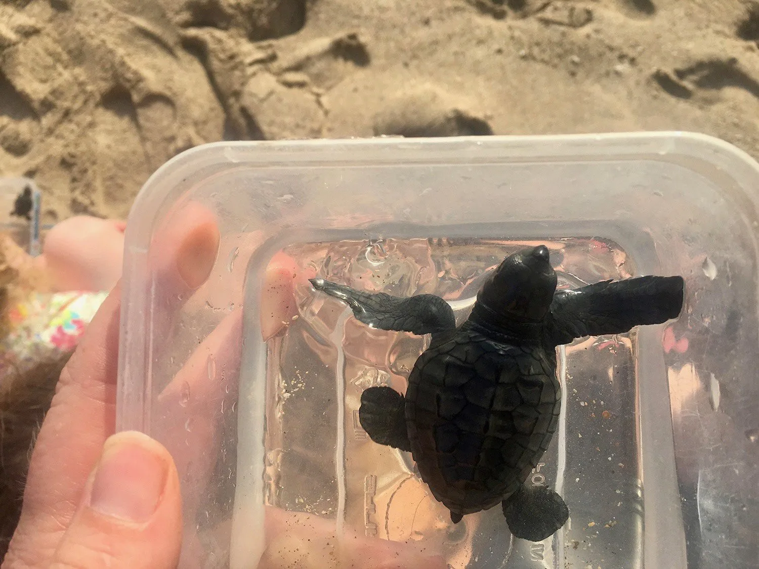Releasing sea turtles in Bali, Indonesia.