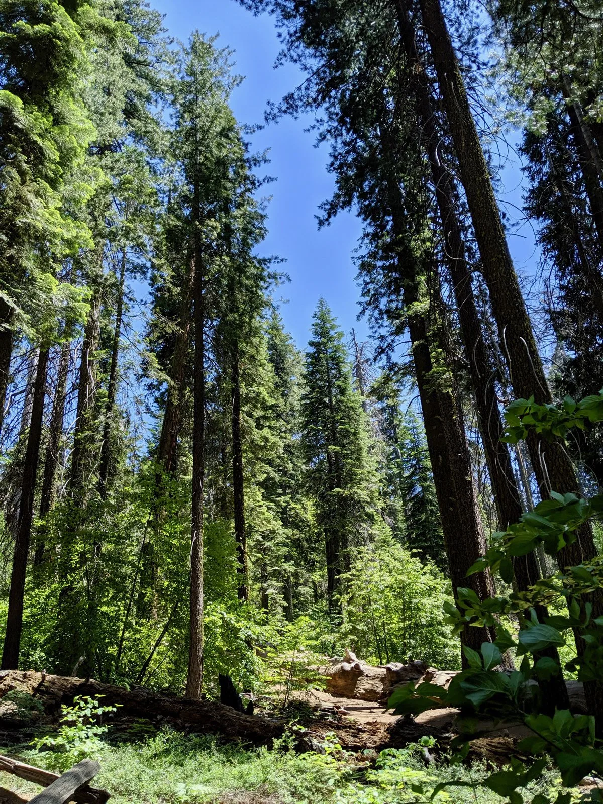 Touring the forests of California!
