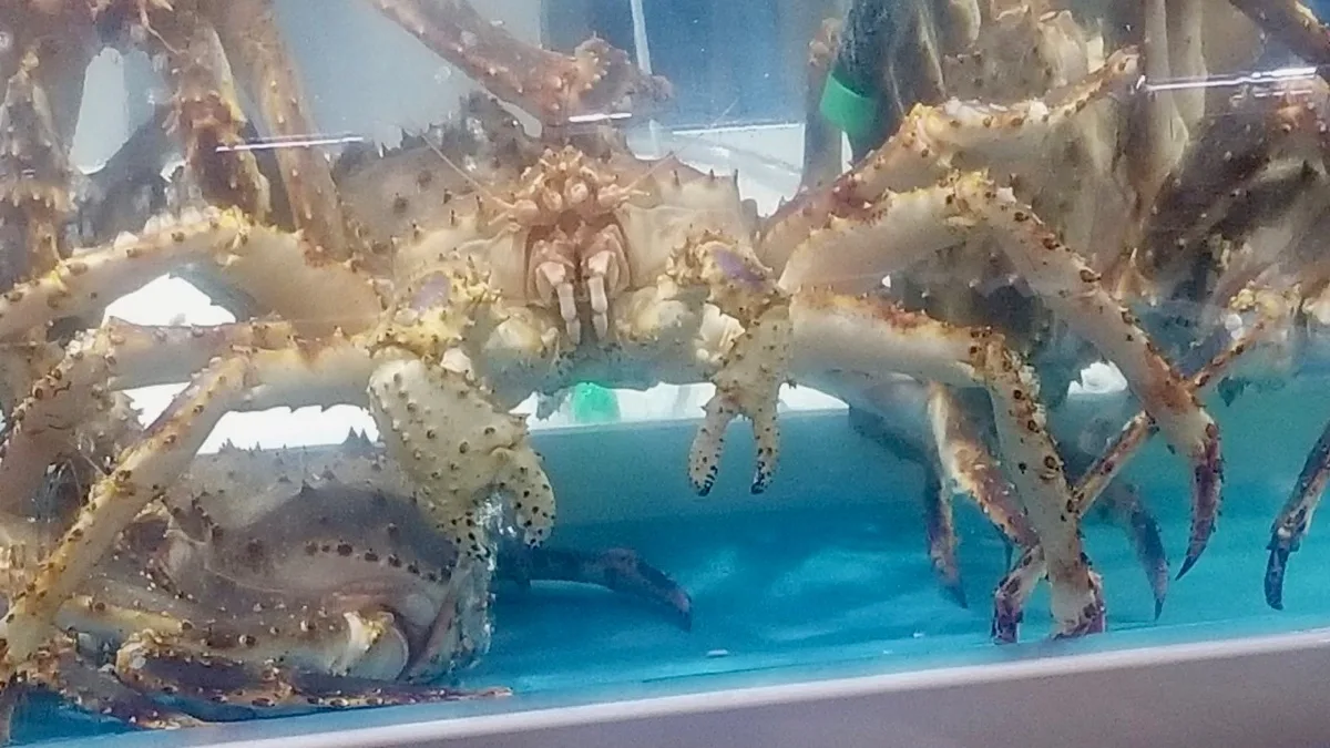 The infamous king crab that was unexpectedly placed on Karen's shoulder. She screamed!