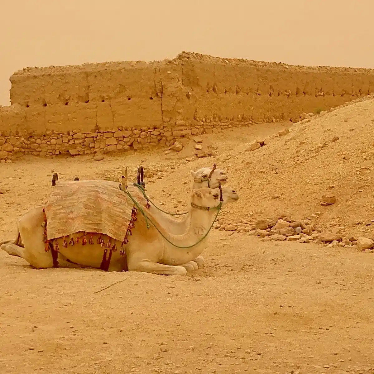 Two camels in Morocco.