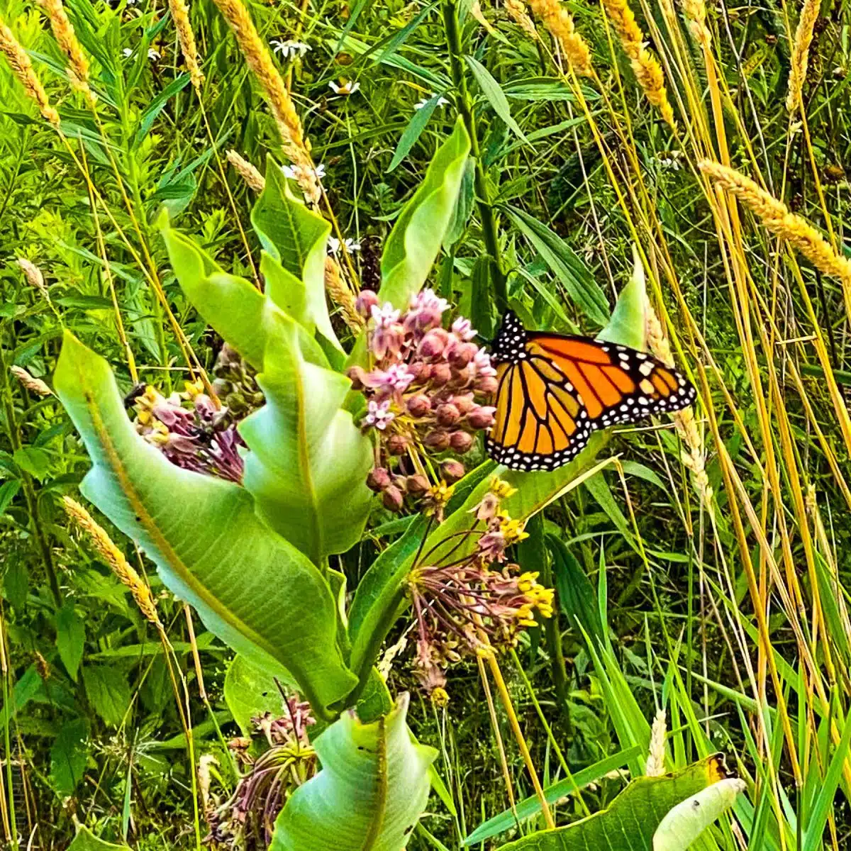 Butterfly on flowers