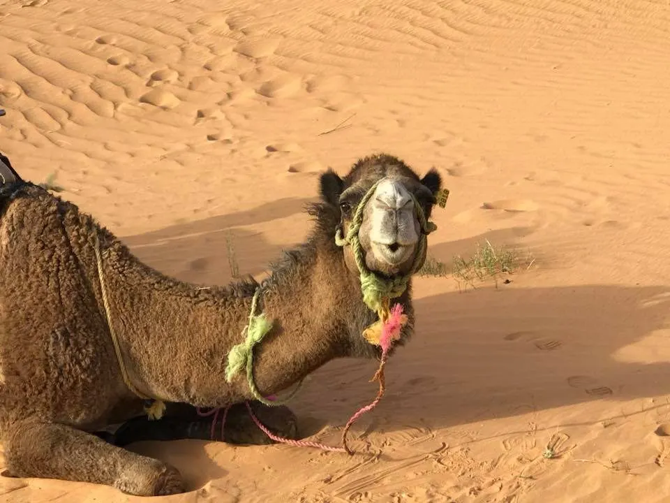 A camel in the desert.