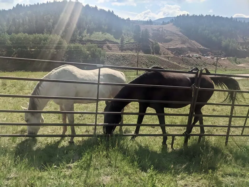 Horses at the ranch.
