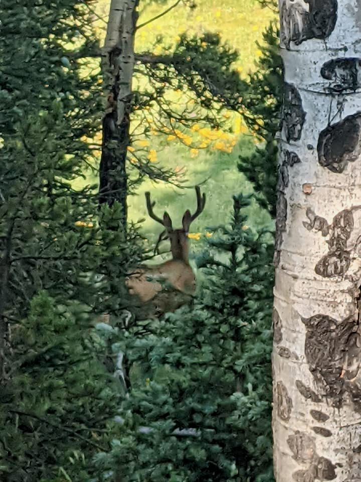 Seeing nature on my solo early morning hikes.