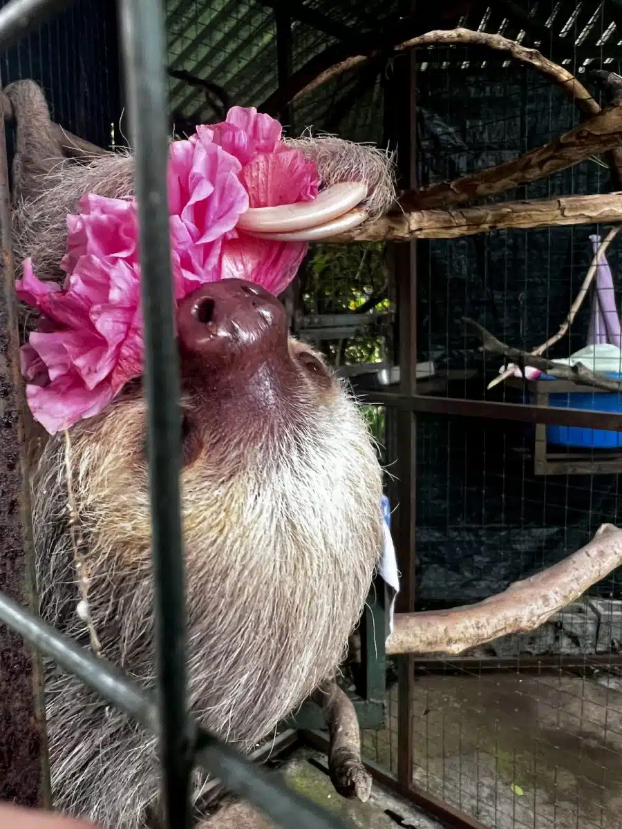 A sloth that resides at the Toucan Rescue Ranch, a wildlife rescue in San Isidro, Heredia.