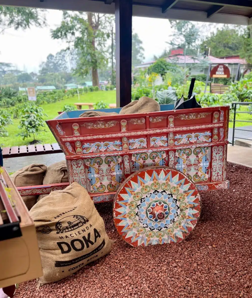 Costa Rican ox cart at the Doka Coffee Plantation.